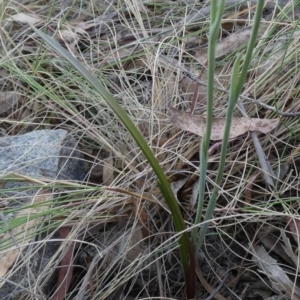 Calochilus montanus at Borough, NSW - suppressed