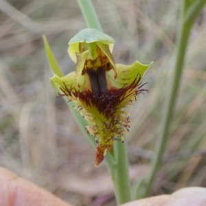 Calochilus montanus at Borough, NSW - suppressed