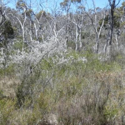 Leptospermum multicaule at Borough, NSW - 25 Oct 2023 by Paul4K