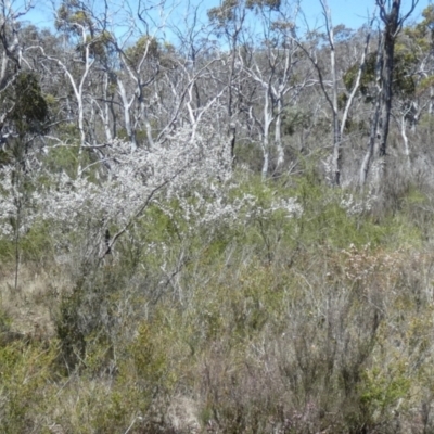 Unidentified Other Shrub at Borough, NSW - 25 Oct 2023 by Paul4K