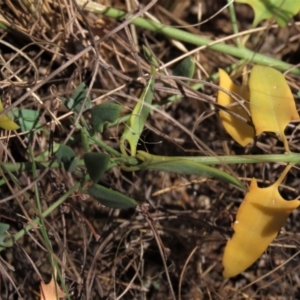 Einadia nutans subsp. nutans at Bobundara, NSW - 7 Mar 2021