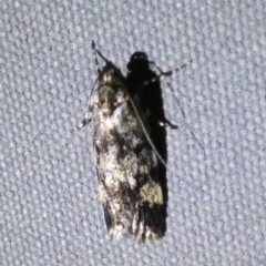 Barea codrella (A concealer moth) at Borough, NSW - 25 Oct 2023 by Paul4K