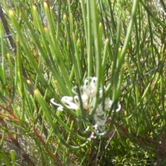 Hakea microcarpa (Small-fruit Hakea) at Boro - 25 Oct 2023 by Paul4K