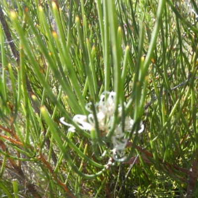 Hakea microcarpa (Small-fruit Hakea) at Borough, NSW - 25 Oct 2023 by Paul4K