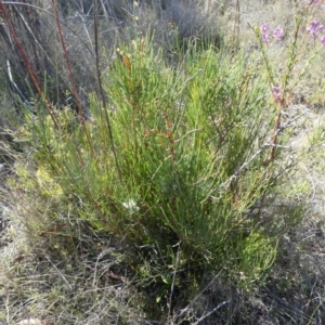 Hakea microcarpa at Borough, NSW - 26 Oct 2023