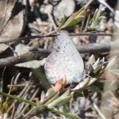 Erina acasta (Blotched Dusky-blue) at Borough, NSW - 25 Oct 2023 by Paul4K