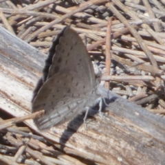 Erina acasta at Borough, NSW - suppressed