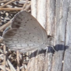 Erina acasta at Borough, NSW - suppressed