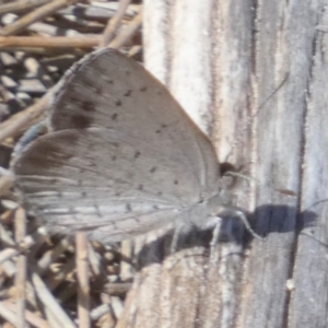 Erina acasta at Borough, NSW - suppressed