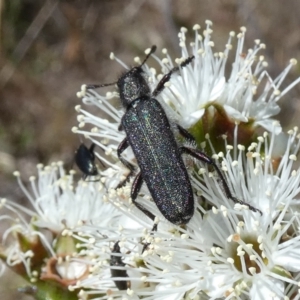 Eleale simplex at Borough, NSW - suppressed