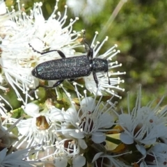 Eleale simplex at Borough, NSW - suppressed