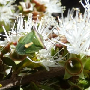Cuspicona stenuella at Borough, NSW - 26 Oct 2023