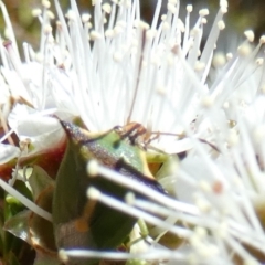 Cuspicona stenuella at Borough, NSW - 26 Oct 2023