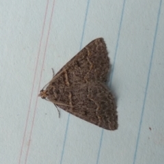 Dichromodes explanata (Fine-lined Heath Moth) at QPRC LGA - 26 Oct 2023 by Paul4K