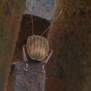 Edusella lineata at Borough, NSW - suppressed