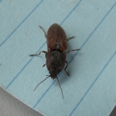 Elateridae sp. (family) (Unidentified click beetle) at Borough, NSW - 27 Oct 2023 by Paul4K