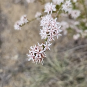 Calytrix tetragona at Tuggeranong, ACT - 28 Oct 2023 10:00 AM