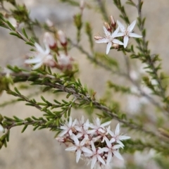 Calytrix tetragona at Tuggeranong, ACT - 28 Oct 2023 10:00 AM