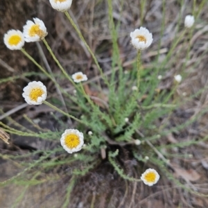 Rhodanthe anthemoides at Tuggeranong, ACT - 28 Oct 2023 08:38 AM