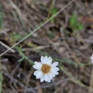 Rhodanthe anthemoides at Tuggeranong, ACT - 28 Oct 2023 08:35 AM