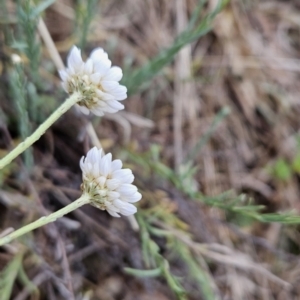 Rhodanthe anthemoides at Tuggeranong, ACT - 28 Oct 2023 08:35 AM