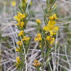 Hibbertia calycina at Tuggeranong, ACT - 28 Oct 2023