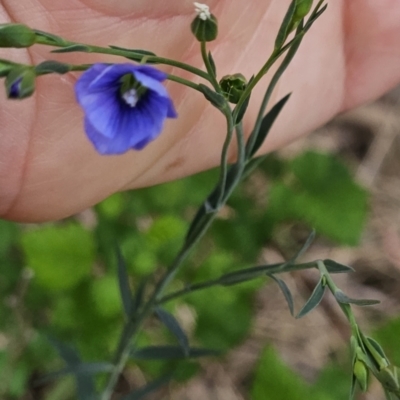 Linum marginale (Native Flax) at Pine Island to Point Hut - 27 Oct 2023 by BethanyDunne