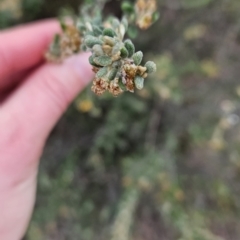 Phebalium squamulosum subsp. ozothamnoides (Alpine Phebalium, Scaly Phebalium) at Tuggeranong, ACT - 28 Oct 2023 by BethanyDunne