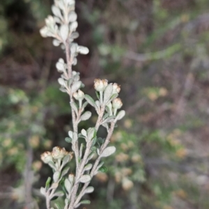 Phebalium squamulosum subsp. ozothamnoides at Tuggeranong, ACT - 28 Oct 2023 09:57 AM