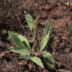 Plantago varia at Bobundara, NSW - 7 Mar 2021