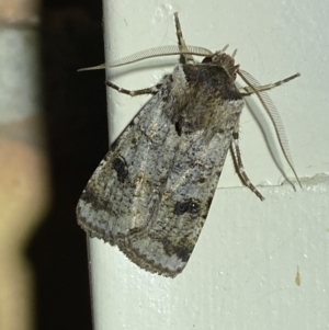 Agrotis porphyricollis at Jerrabomberra, NSW - 26 Oct 2023