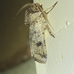 Agrotis porphyricollis at Jerrabomberra, NSW - 26 Oct 2023