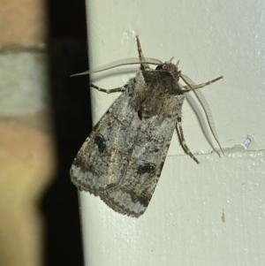 Agrotis porphyricollis at Jerrabomberra, NSW - 26 Oct 2023