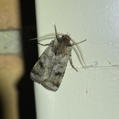 Agrotis porphyricollis at Jerrabomberra, NSW - 26 Oct 2023