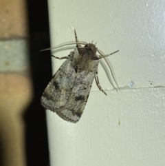 Agrotis porphyricollis at Jerrabomberra, NSW - 26 Oct 2023