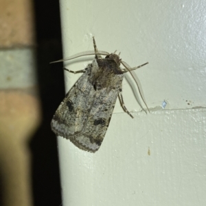 Agrotis porphyricollis at Jerrabomberra, NSW - 26 Oct 2023