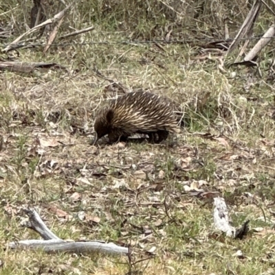 Tachyglossus aculeatus (Short-beaked Echidna) at Kangaroo Valley, NSW - 28 Oct 2023 by lbradleyKV