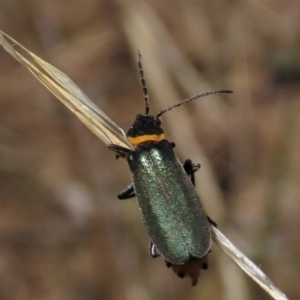 Chauliognathus lugubris at Bobundara, NSW - 7 Mar 2021