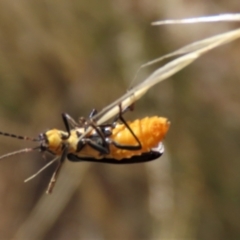 Chauliognathus lugubris at Bobundara, NSW - 7 Mar 2021