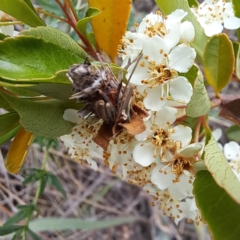 Heliocosma (genus - immature) at Watson, ACT - 28 Oct 2023 09:52 AM