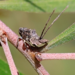 Fulgoroidea sp. (superfamily) (Unidentified fulgoroid planthopper) at Bandiana, VIC - 27 Oct 2023 by KylieWaldon