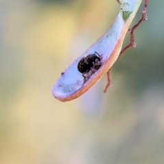 Unverified Weevil (Curculionoidea) at Bandiana, VIC - 28 Oct 2023 by KylieWaldon