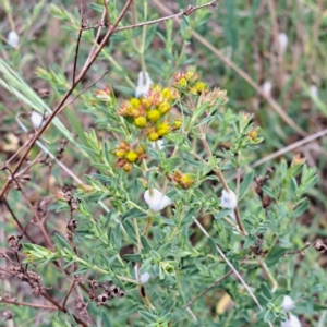 Cercopidae (family) at Watson, ACT - 28 Oct 2023