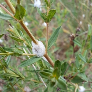 Cercopidae (family) at Watson, ACT - 28 Oct 2023