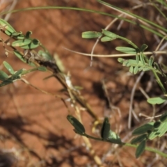 Swainsona monticola (Notched Swainson-Pea) at Bobundara, NSW - 7 Mar 2021 by AndyRoo