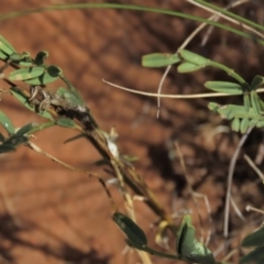 Swainsona monticola at Bobundara, NSW - 7 Mar 2021