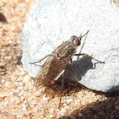 Unverified Stiletto fly (Therevidae) at Surprise Bay, TAS - 27 Oct 2023 by HelenCross