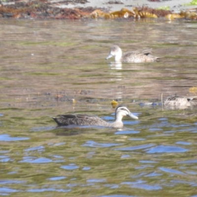 Anas superciliosa (Pacific Black Duck) at Currie, TAS - 27 Oct 2023 by HelenCross