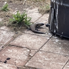 Egernia cunninghami (Cunningham's Skink) at Taralga, NSW - 28 Oct 2023 by JVR