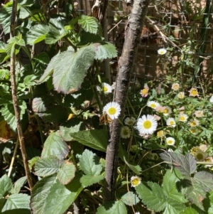 Ocybadistes walkeri at Lyneham, ACT - 28 Oct 2023